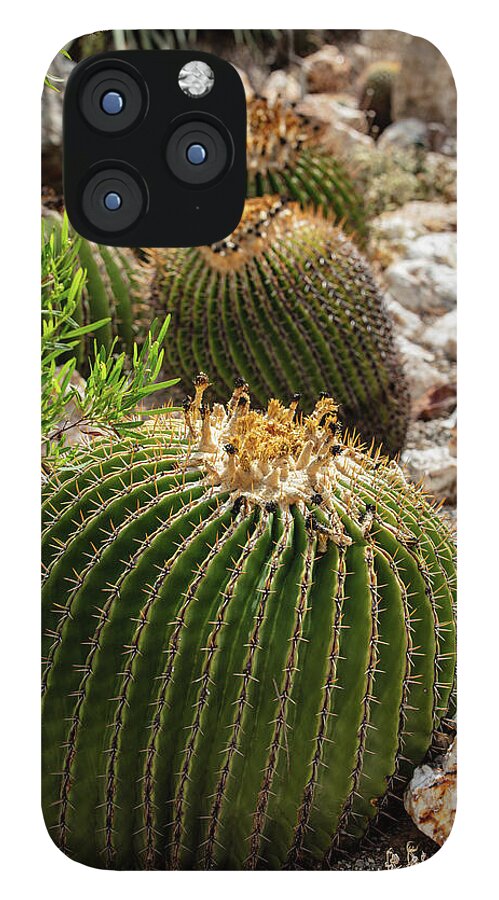 Cacti - Phone Case