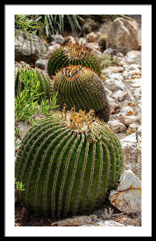 Cacti - Framed Print