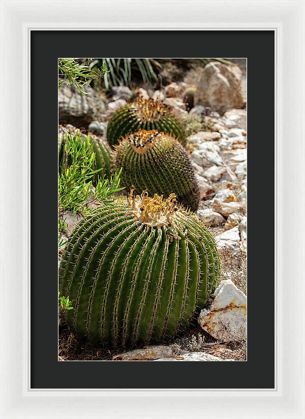 Cacti - Framed Print