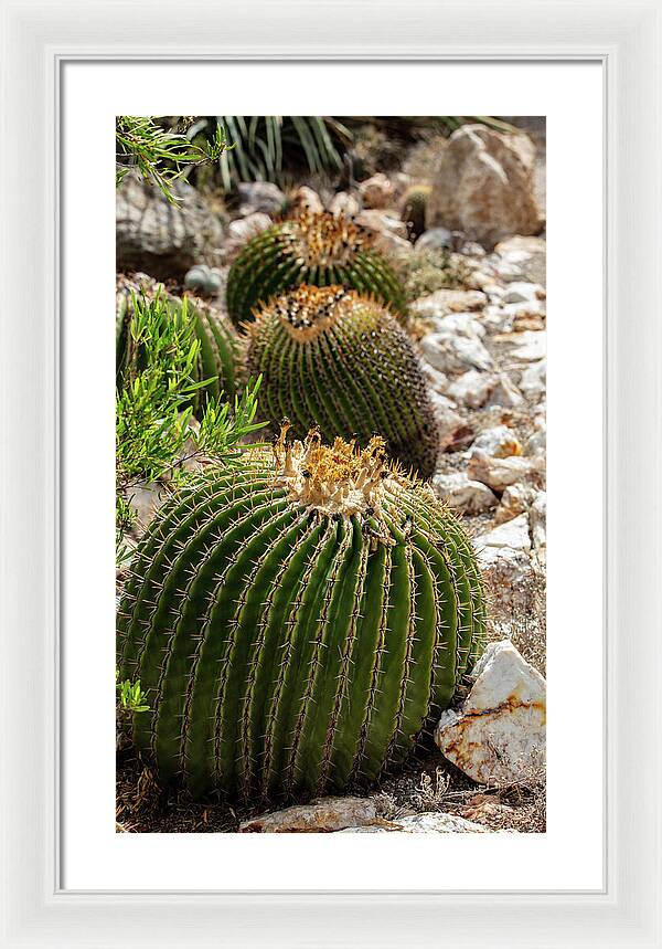 Cacti - Framed Print