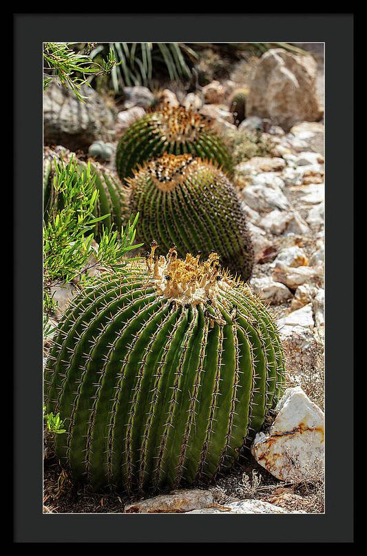 Cacti - Framed Print
