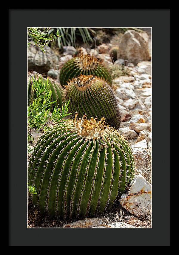Cacti - Framed Print