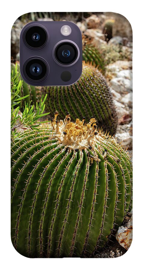 Cacti - Phone Case