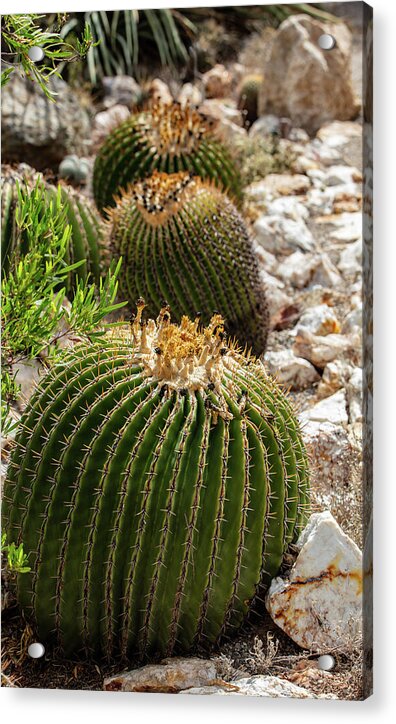 Cacti - Acrylic Print