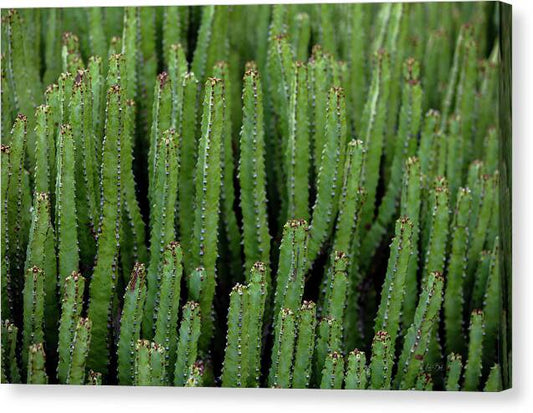 Cacti V - Canvas Print