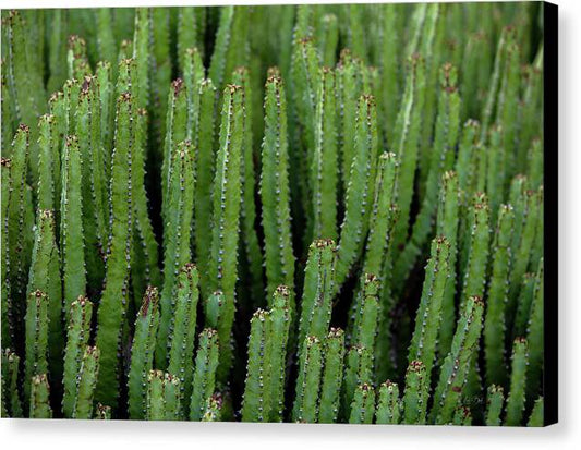 Cacti V - Canvas Print