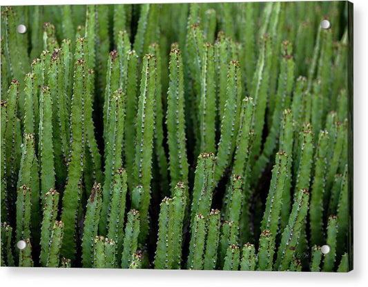 Cacti V - Acrylic Print