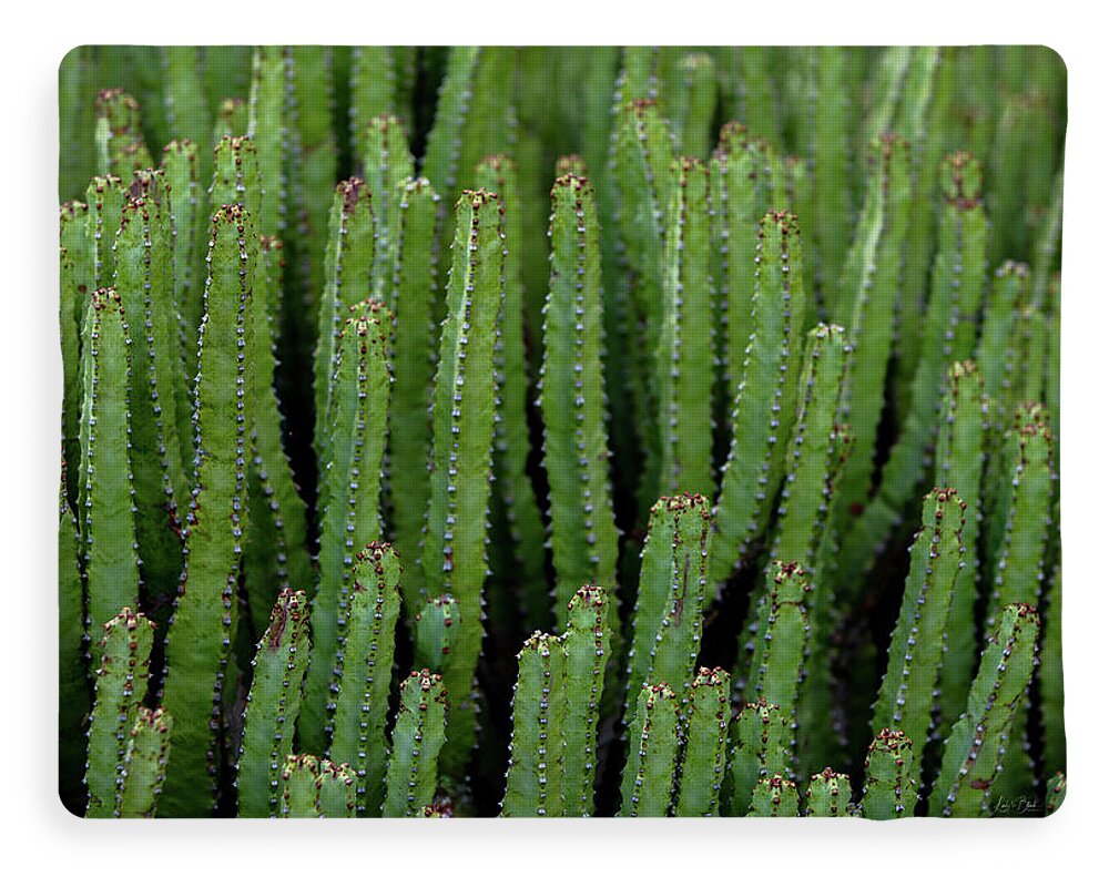 Cacti V - Blanket