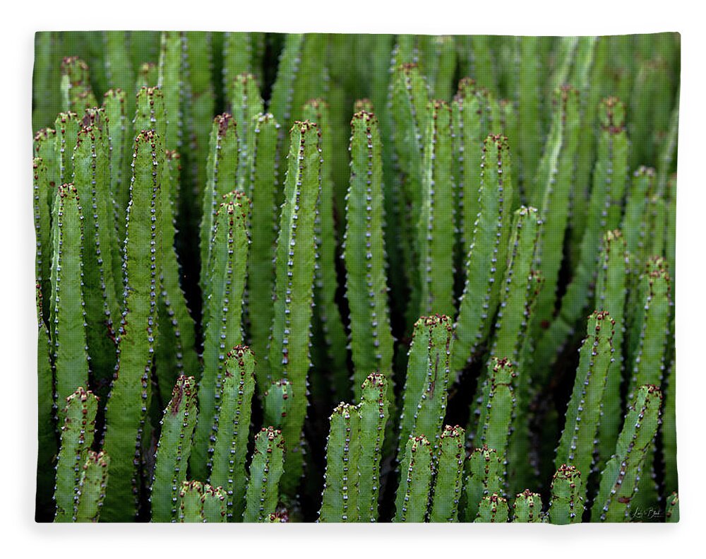 Cacti V - Blanket