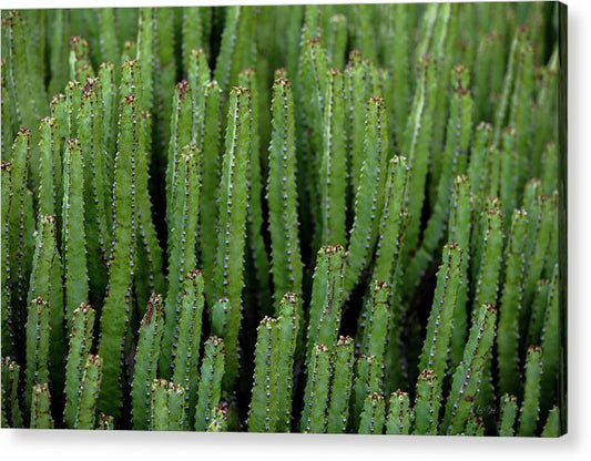 Cacti V - Acrylic Print