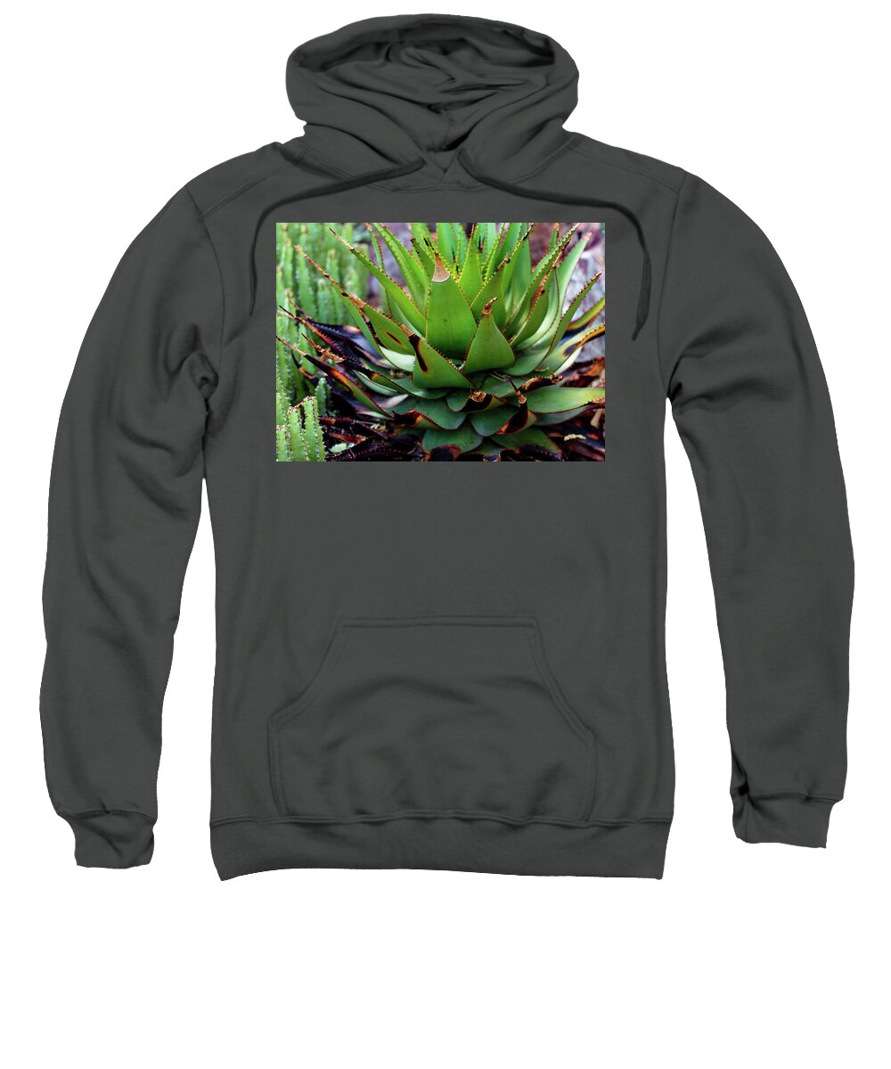 Cacti VI - Sweatshirt