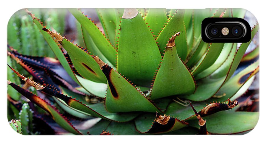 Cacti VI - Phone Case