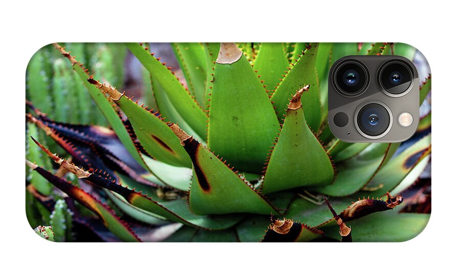 Cacti VI - Phone Case