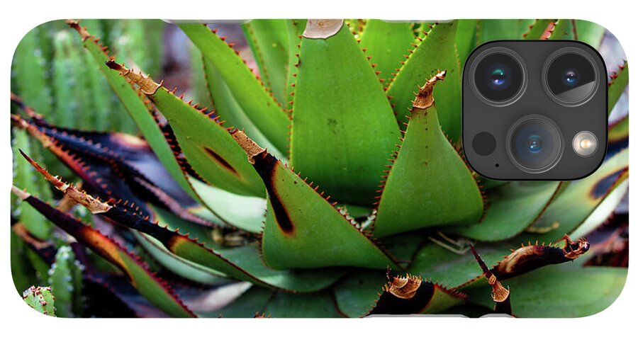 Cacti VI - Phone Case