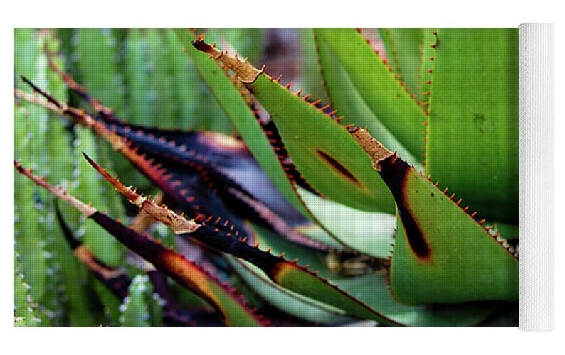 Cacti VI - Yoga Mat