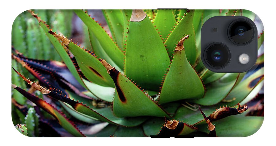 Cacti VI - Phone Case