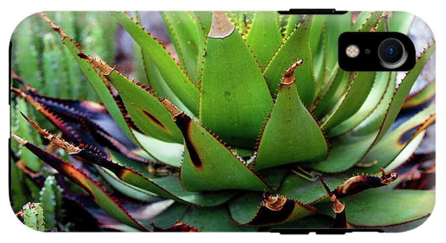 Cacti VI - Phone Case