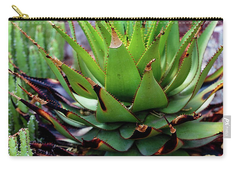 Cacti VI - Zip Pouch