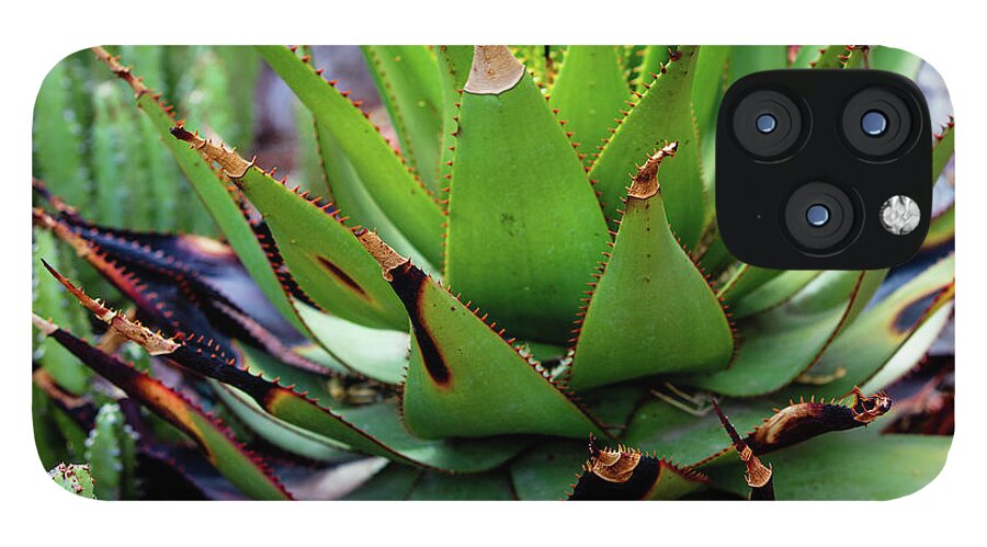 Cacti VI - Phone Case