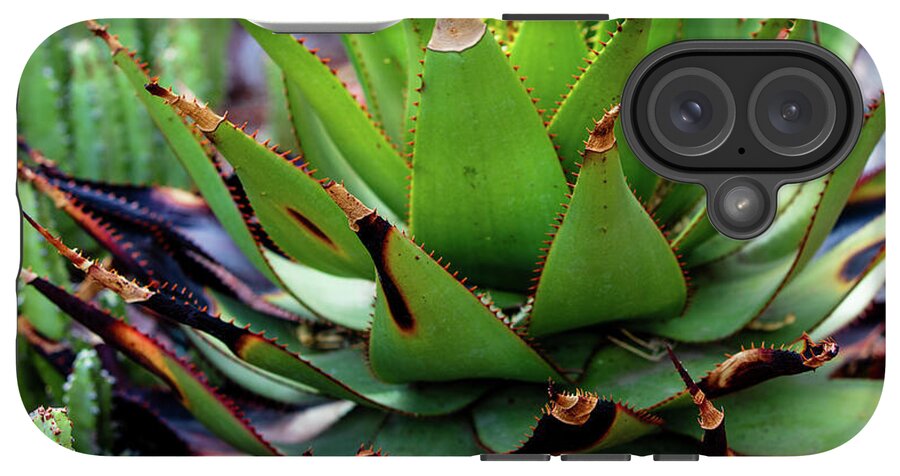 Cacti VI - Phone Case