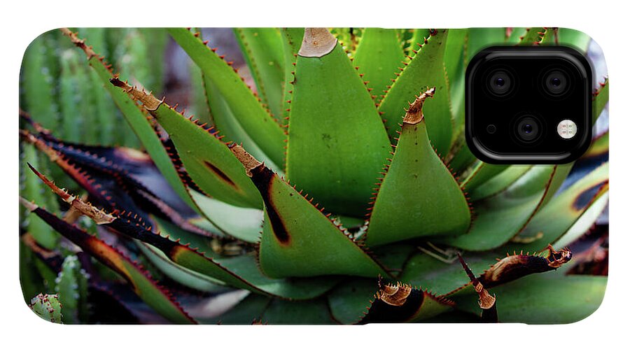 Cacti VI - Phone Case