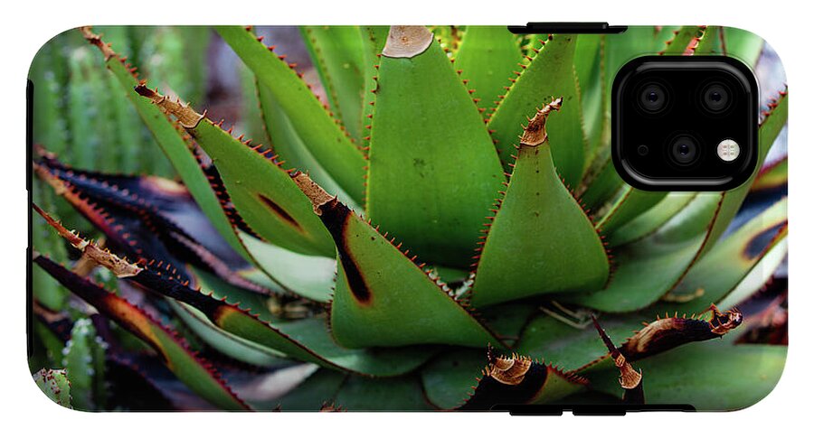 Cacti VI - Phone Case