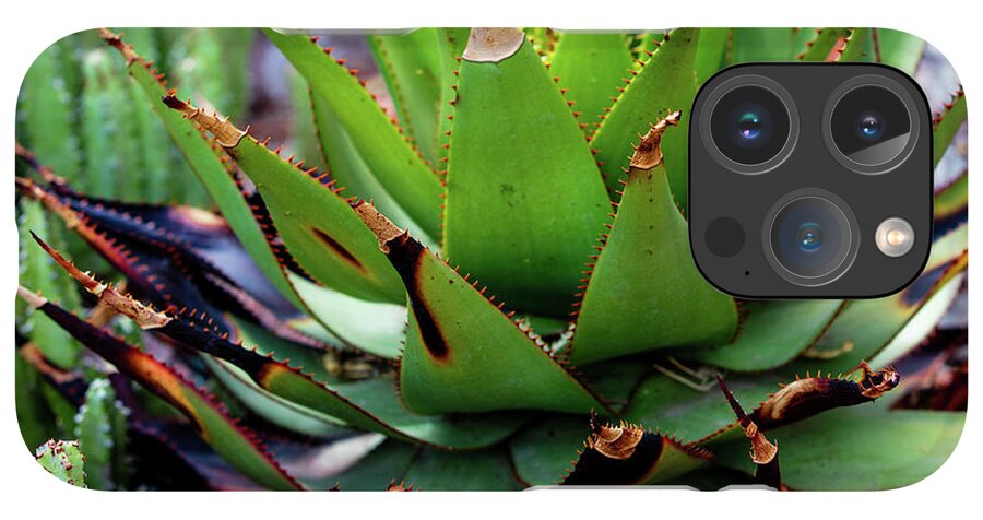 Cacti VI - Phone Case