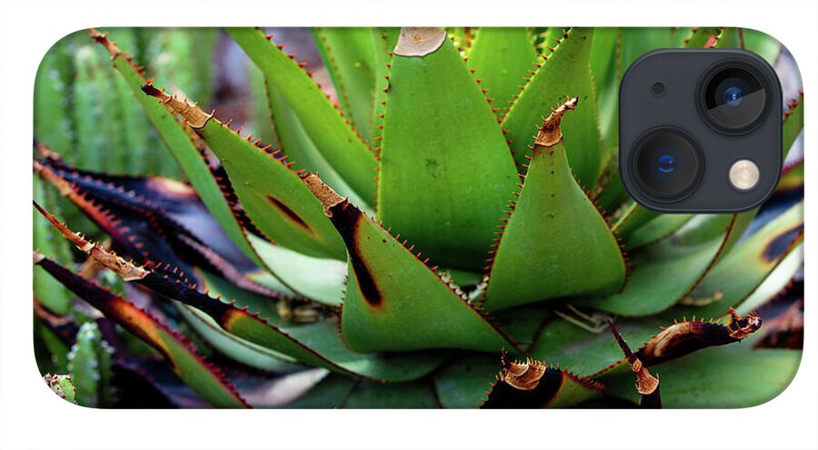 Cacti VI - Phone Case