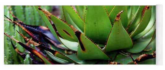 Cacti VI - Yoga Mat