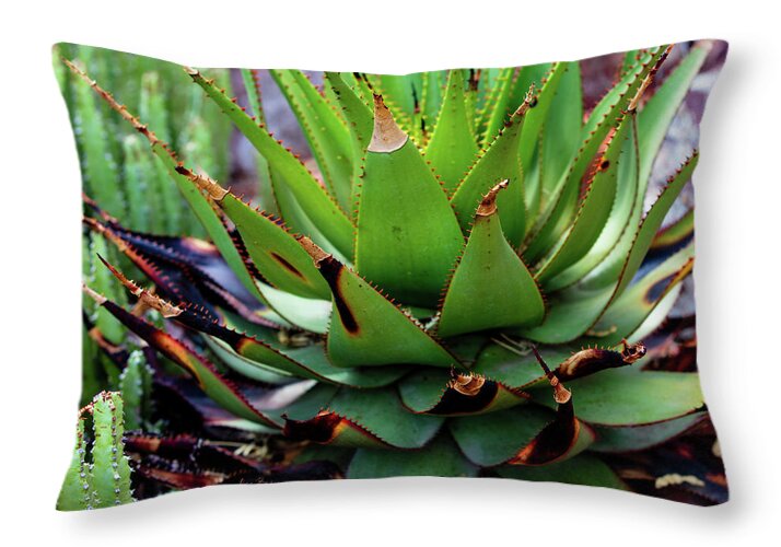 Cacti VI - Throw Pillow
