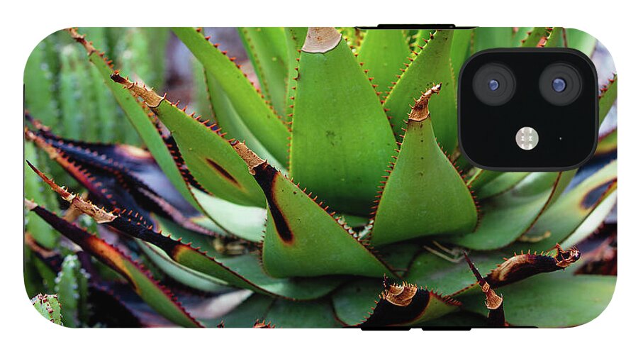 Cacti VI - Phone Case