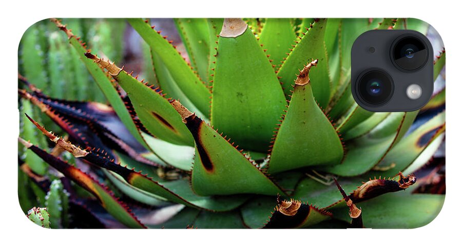 Cacti VI - Phone Case