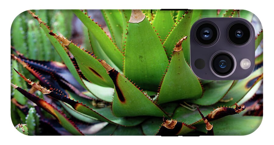 Cacti VI - Phone Case