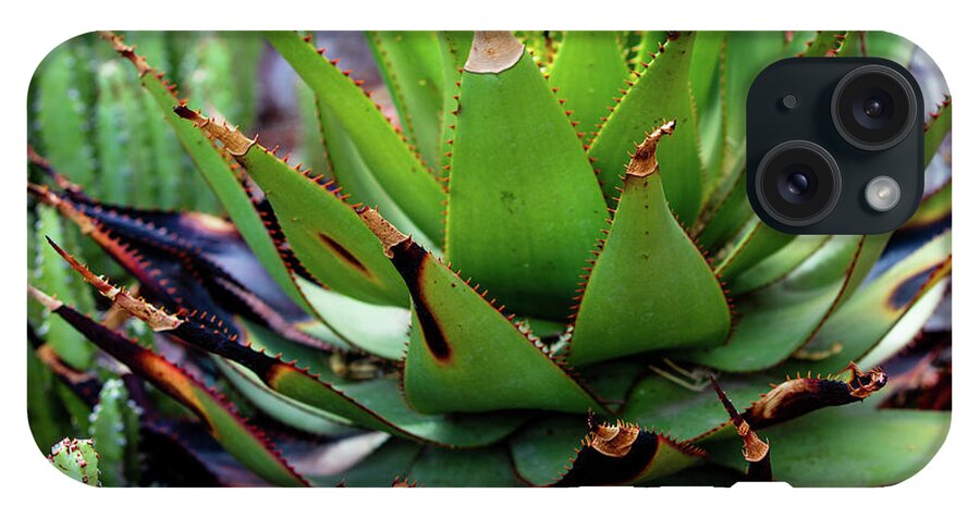 Cacti VI - Phone Case