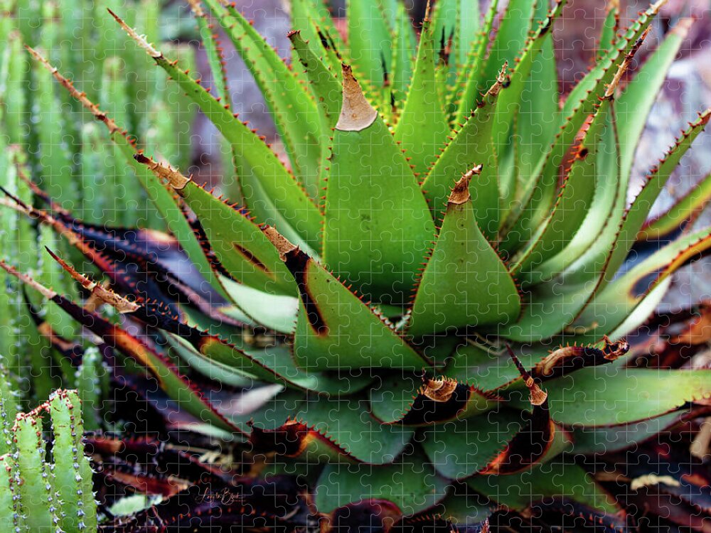 Cacti VI - Puzzle