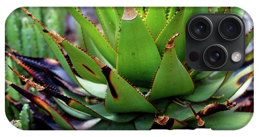 Cacti VI - Phone Case