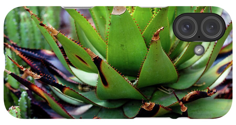 Cacti VI - Phone Case