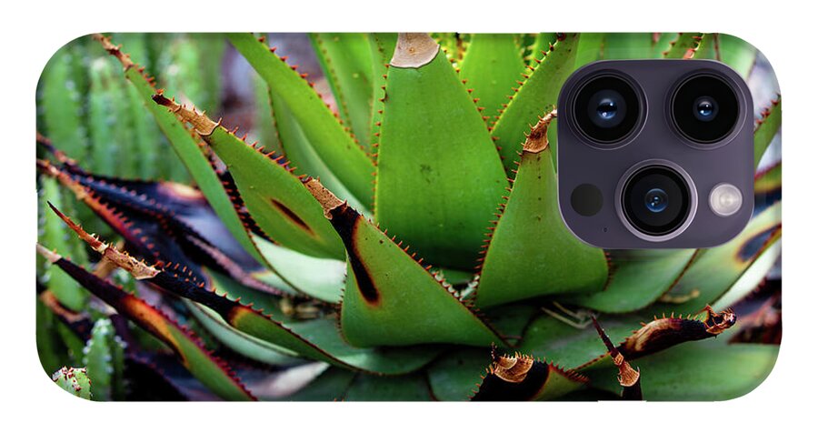 Cacti VI - Phone Case