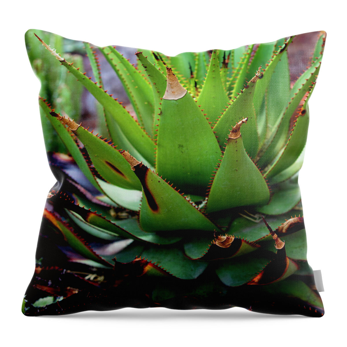 Cacti VI - Throw Pillow
