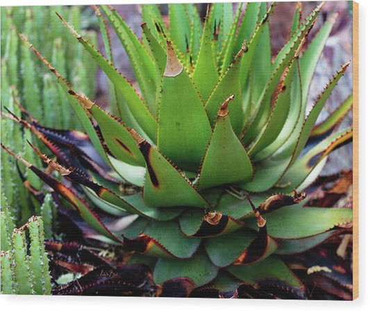 Cacti VI - Wood Print