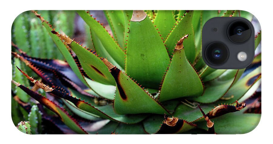 Cacti VI - Phone Case