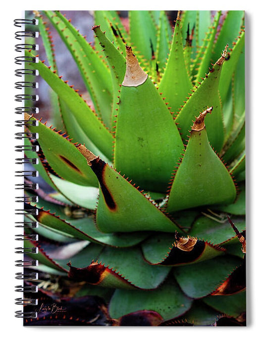 Cacti VI - Spiral Notebook