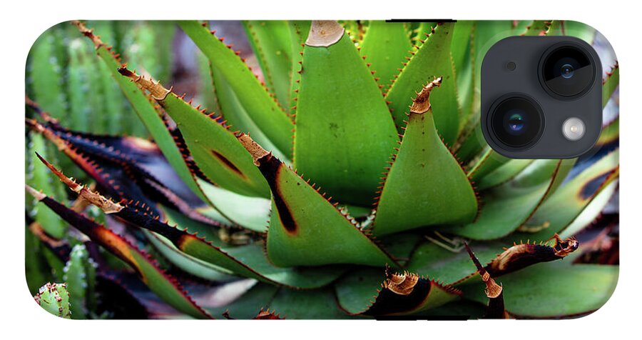 Cacti VI - Phone Case