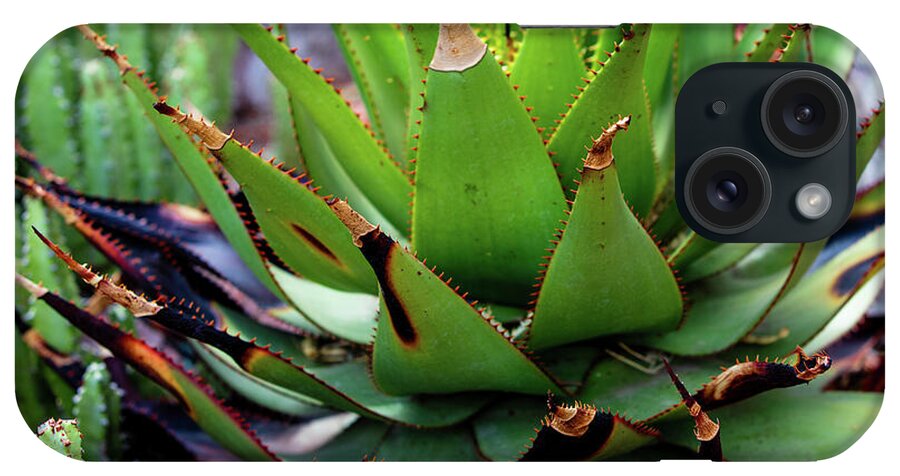 Cacti VI - Phone Case