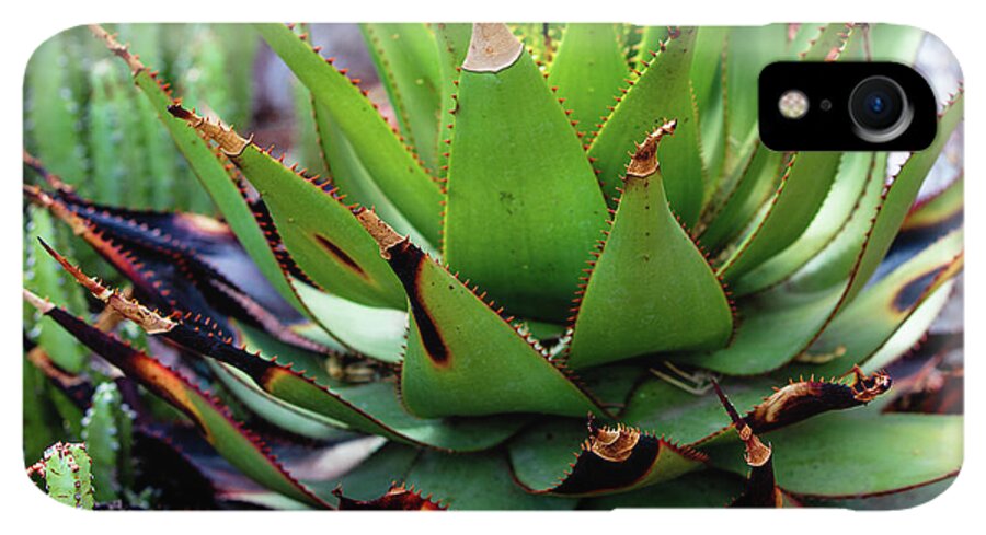 Cacti VI - Phone Case