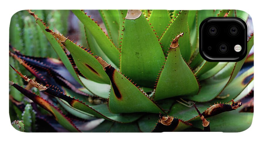 Cacti VI - Phone Case