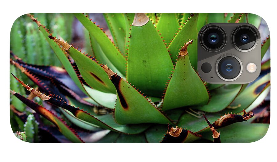 Cacti VI - Phone Case