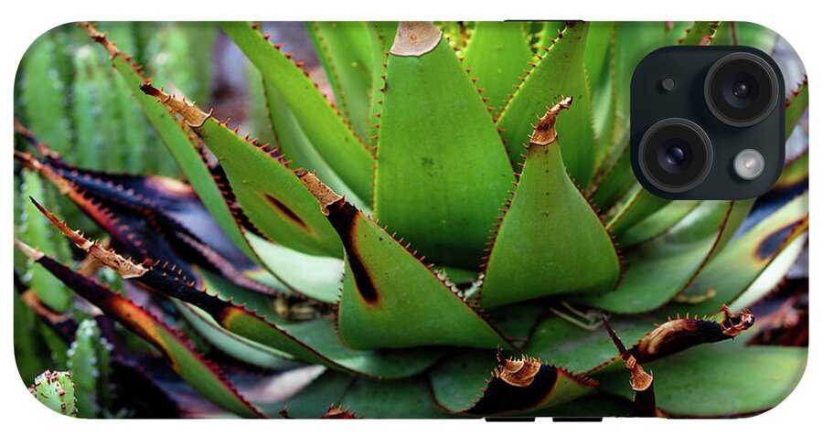 Cacti VI - Phone Case