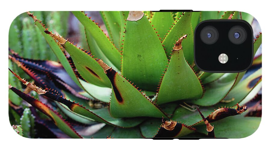Cacti VI - Phone Case