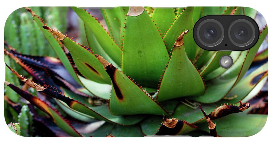 Cacti VI - Phone Case
